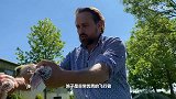 一对母鸽配对产蛋，却意外收获两个小生命，是意外还是出轨