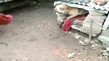 狗狗本想挑战大公鸡，结果却被吓回窝中，真是丢脸呀！