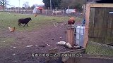 一头公羊想攻击主人，不料被狗狗发现了，镜头拍下搞笑一幕！