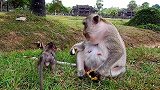 小肥猴想要猴妈的食物，猴妈按住小肥猴的头警告！