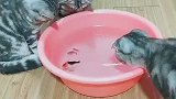 给鱼缸换水时，围观小鱼