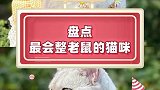 小老鼠：给我个痛快吧！萌宠萌宠出道计划猫