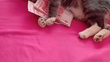 猫不许动，想要钱就拿小鱼干给我换！