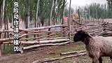 男子和羊玩上演跳山羊，西班牙斗牛士是不是用羊来训练的