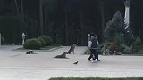 狗狗追着男子跑，男子失误钻进水池