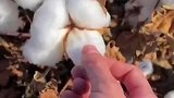 摘棉花看起来真的很治愈啊
