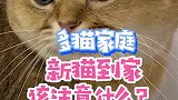 流浪猫点点正式和两个哥哥见面了