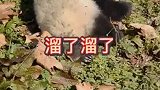 熊猫笛子独奏表演现在开始  这位评委你给打几分？
