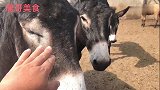 一天杀一头驴，60元一斤五香卤驴肉整点喝几杯酒真得劲