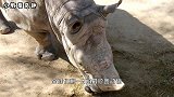 全球“最珍贵”动物，全球仅此1只，再不看就看不到了！
