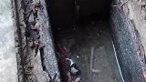 失踪了半年的乌龟，居然在下水道，涨姿势了！