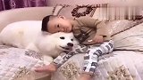萨摩耶竟学人打电话，学得还有模有样，你敢信