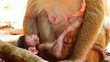 猴子渴望妈妈的爱！