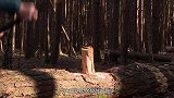 世界上体型最小的斧头，和手指甲差不多，网友：你这是牙签吧！