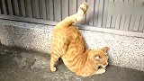 橘猫：是谁抓住我的尾巴快放开我