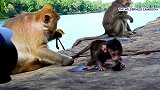 母猴带小猴去河边玩，十分警惕，生怕小猴掉下去！