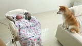 狗狗贴心照顾宝宝，还会哄宝宝睡觉，会带娃的狗狗你们见过吗