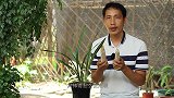 用它养兰花，有两种方法，哪种更好？