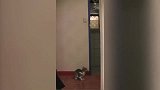 蝙蝠带毒强闯民宅，猫咪空中拦截将其击落！
