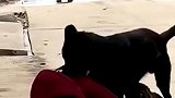 男孩和狗子在街头较量起来