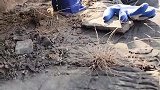 石缝中的中药材，采药人用千斤顶挖山