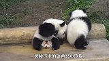 双胞胎小熊猫成精了，见到游客竟表演节目，太萌了