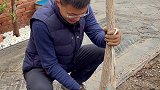 小院里的树已经种上了,但愿今年能吃上石榴九阳破壁机不用手洗 田园生活