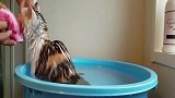 猫咪洗澡时自己爬进盆里，这不符合常理啊，不会是视频回放吧