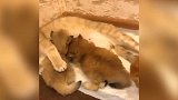 面对主人的捉弄，猫咪都着急了，想要逃出主人的手里了！