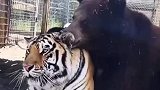 黑熊抱着老虎舔耳朵，老虎一脸无奈的趴着