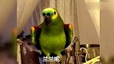 鹦鹉饿了用方言直呼主人名字，扯着嗓子吼，太逗了！