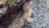 河头里都是这个，这个是什么