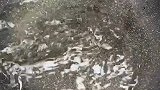 蒸螃蟹只要掌握了这三个技巧，手法堪比酒店大厨