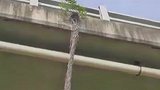 生命的坚韧！小树苗从高架缝隙中长出，根系悬空向下延伸