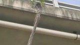 生命的坚韧！小树苗从高架缝隙中长出，根系悬空向下延伸。网友：向下扎根，向上生长！
