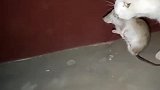 猫：玩够了没，玩够了就放开我！
