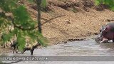 700斤的河马被鬣狗包围，河马能避免被掏肛吗？下一幕不忍心看