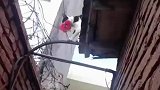 喂养的猫咪每天都会送花来
