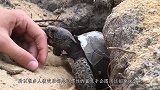 被乌龟咬住怎么样才能让它松口？只需这样一招立刻见效