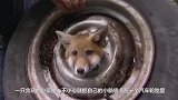 贪玩的小狐狸头被卡在汽车轮胎里，多亏了好心人的救助啊