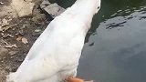 原来真的有不会游泳的鸭子，真是长见识了，旱鸭子果然名不虚传
