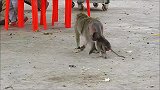 穷人家的猴子早当家，年纪轻轻的小马丁在跟着猴祖母讨生活