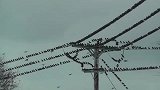 上百只鸟儿在高压线停留，当它们集体起飞时，高压线瞬间爆炸！