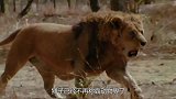 狮子已经不能再称霸动物界了，根据数据显示，它才是百兽之王