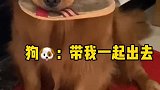 每天出门前都会遇到这难以拒绝的一幕……