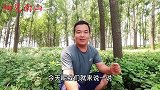 植物天名精人称“鹿活草”，叶子捣碎价值高，一起看视频了解下吧