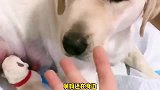 老四当上了舅舅却有些伤感，姥爷变身月嫂悉心伺候月子