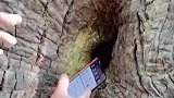 树洞里的秘密，这是咋放进去的！