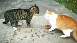 狸花猫：小老弟你这是在玩火，我扒拉你信不