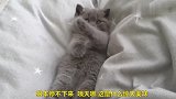 小奶猫舔脚丫，居然这么香，萌化了心